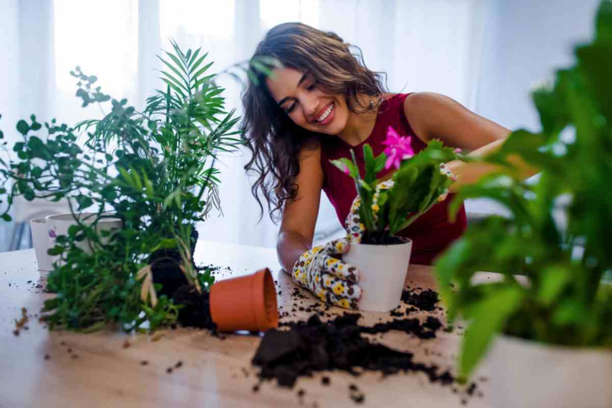 Piante carnivore: le più adatte alla vita in casa